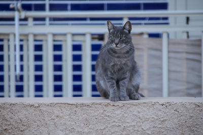 Portrait of kitten sitting outdoors