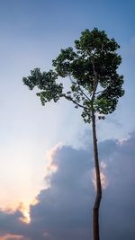 Low angle view of tree against sky during sunset