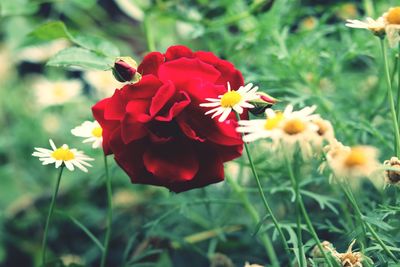 Close-up of red flowering plant on field