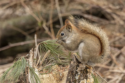 Close-up of squirrel