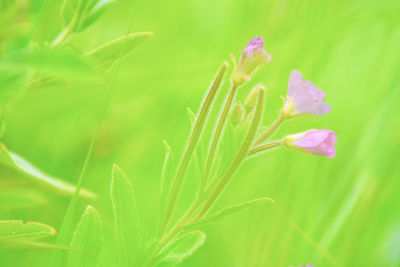 Close-up of pink flowering plant leaves