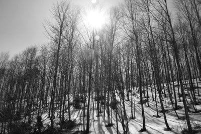 Bare trees on snow covered land against sky