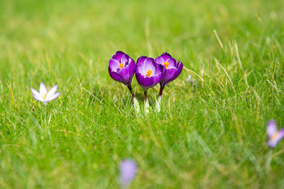 Close up of crocus on green field