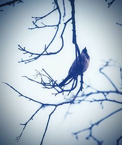 Low angle view of bird perching on branch