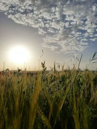 Scenic view of field against sky at sunset