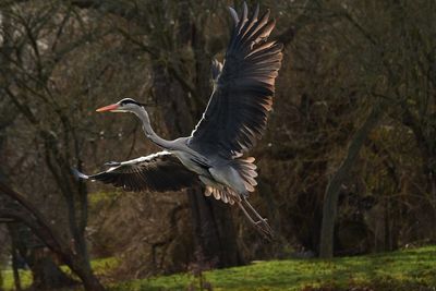 High angle view of gray heron flying over field
