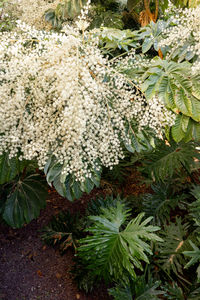 plant