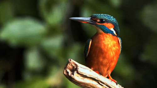 Close-up of kingfisher perching on branch