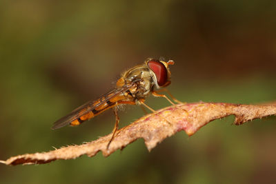 Close-up of insect on plant