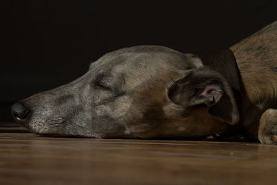 Dog sleeping on hardwood floor