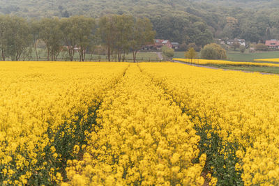 Scenic view of oilseed rape field