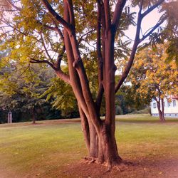 View of tree in park