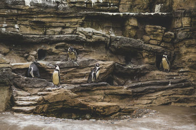 View of birds on rock at shore