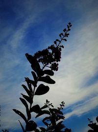 Low angle view of silhouette flowering plant against sky