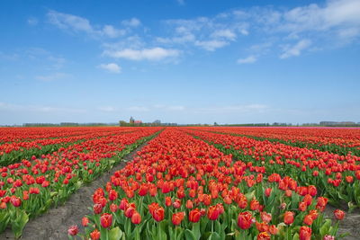 View of red flowers growing on field against sky