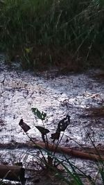 High angle view of ducks floating on water