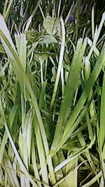 Full frame shot of plants