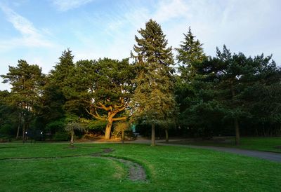 Scenic view of grassy field against sky