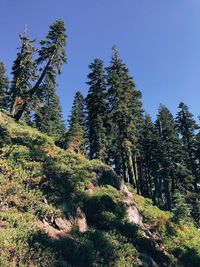 Low angle view of pine trees against sky