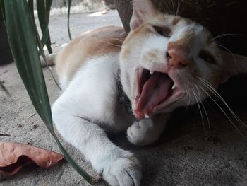 Close-up of cat relaxing outdoors