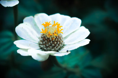 Close-up of white flowering plant