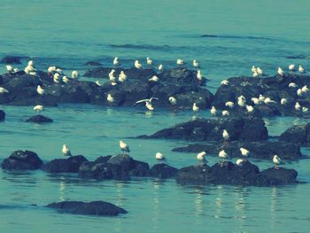 Swans swimming in sea against sky