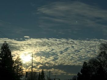 Low angle view of trees against sky