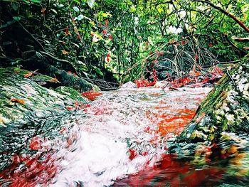 Close-up of tree against water