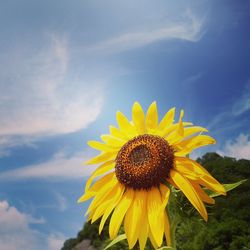 Close-up of sunflower blooming against sky