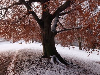 Trees on snow covered landscape