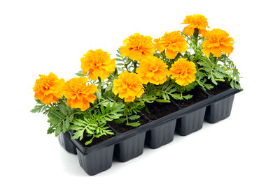 Close-up of yellow flower plant against white background