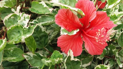 Close-up of red flowers