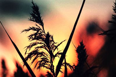 Low angle view of silhouette plants against sunset sky