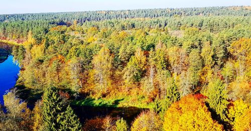 Plants growing in forest during autumn