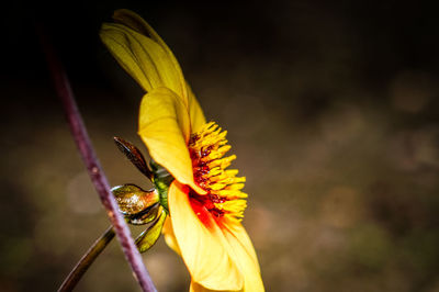 Close-up of butterfly on flower