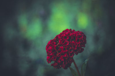 Close-up of red rose flower