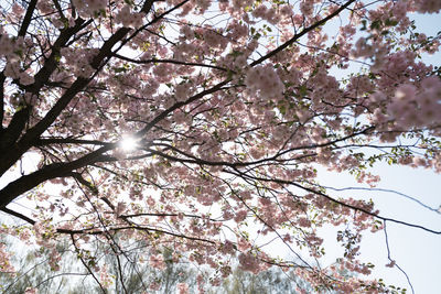 Low angle view of cherry blossoms against sky