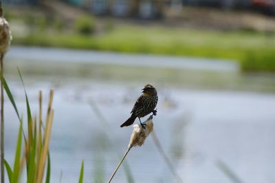 Close-up of bird perching on lake