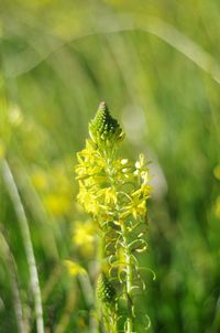 Close-up of plant growing in field