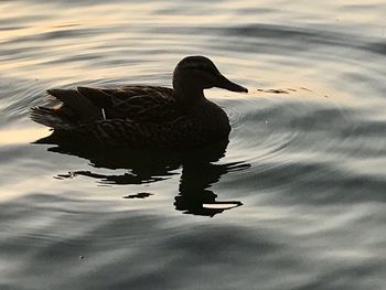 Duck swimming in lake
