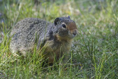 Close-up of squirrel on field