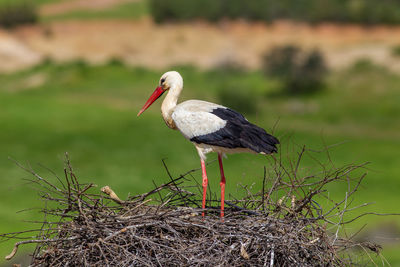 Close-up of bird perching on nest