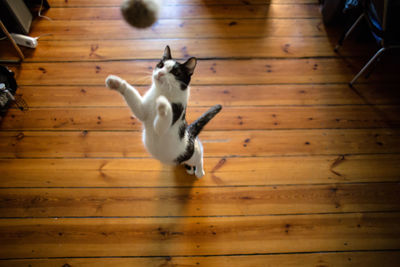 High angle view of cat rearing up on hardwood floor at home