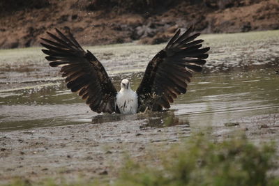 Close-up of eagle flying over lake