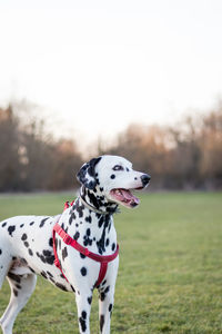 Close-up of dog on field against sky