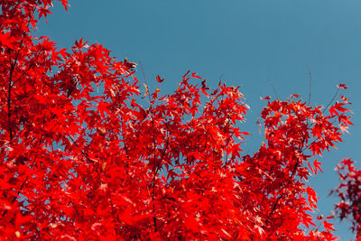 Low angle view of autumnal trees against clear blue sky