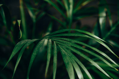 Close-up of wet plant