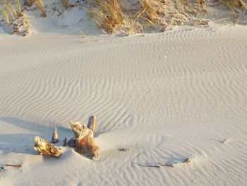 High angle view of wood on beach