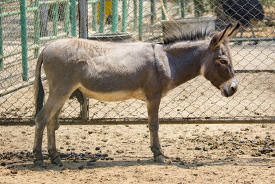 Close-up of horse standing on field