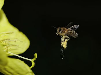 Close-up of honey bee on plant